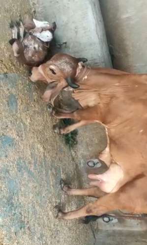 Gir Cow — photo 2