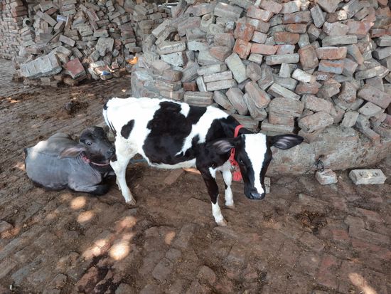 Cow