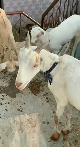 Barbari famale with kid goat — photo 2