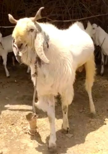 All goat breed available — photo 6