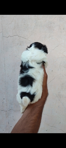 Shih Tzu Male Pup