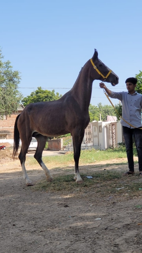Marwari Mare — photo 6