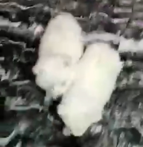 Pomeranian Puppy — photo 2