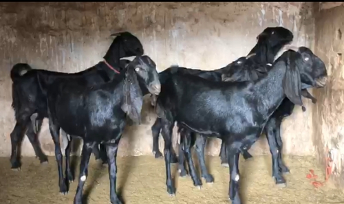 All Breed Goats Available