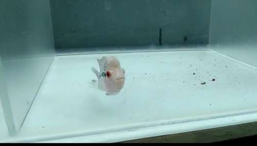 Flowerhorn — photo 3