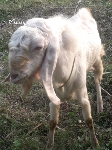 Gulabi Patira Goat — photo 5