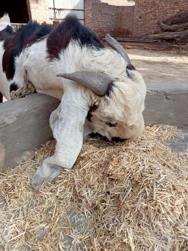 Goat — photo 2
