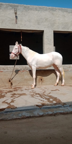 Marwari Horse — photo 4