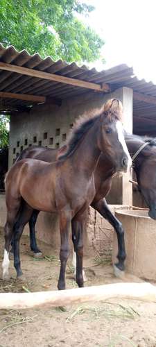 Marwadi Horse 🐎 — photo 5