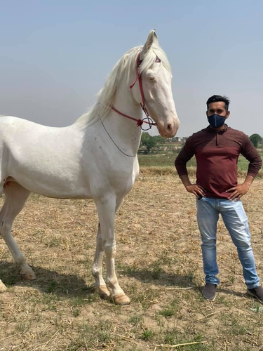 Nukra horse — photo 2