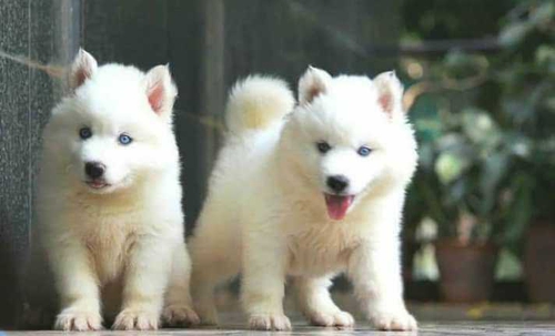 All Breed Available — photo 4