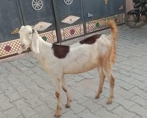 Pure Sojat Goat — photo 4