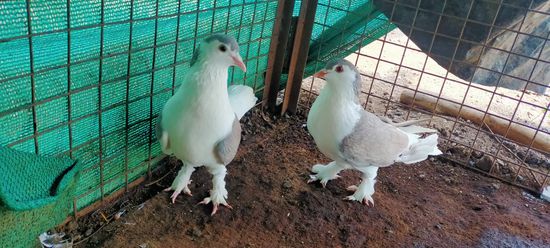 Grey White Kabootar  — photo 3