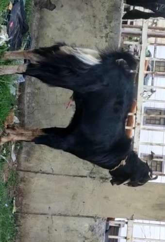 Goat — photo 6
