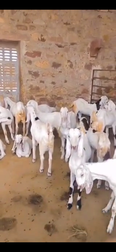 Sojaat goat