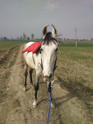 Marwari Horse — photo 5