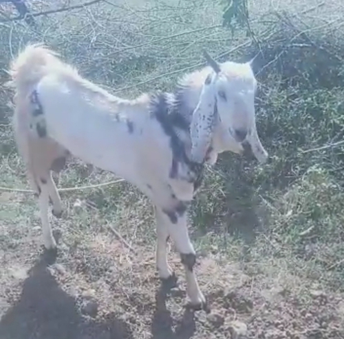 Malwa Goat  — photo 6