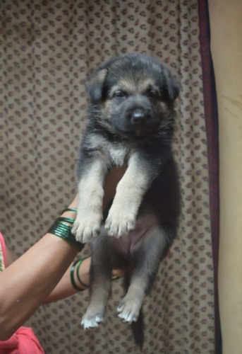 German Shepherd