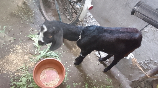 Tow bakri and one bkra — photo 3