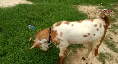 Barbara Goat  — photo 4