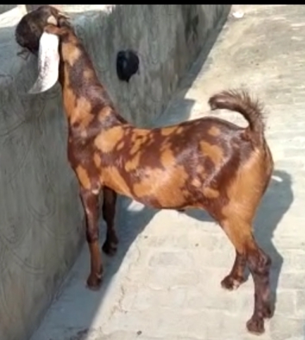 Sirohi Goats — photo 2