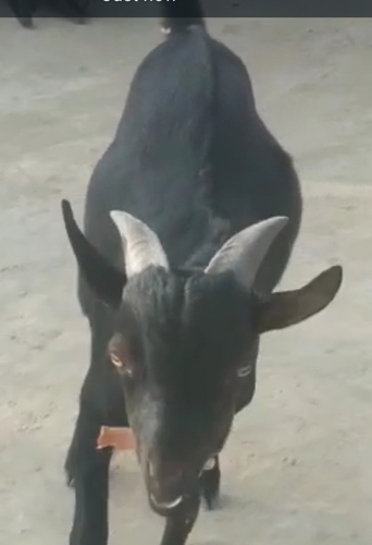 Barbra Goat — photo 2