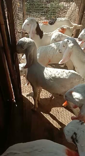 Sojat male female goat — photo 2