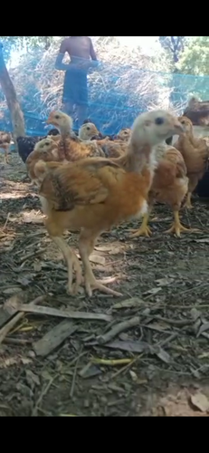 Hen desi quality 1 number — photo 5