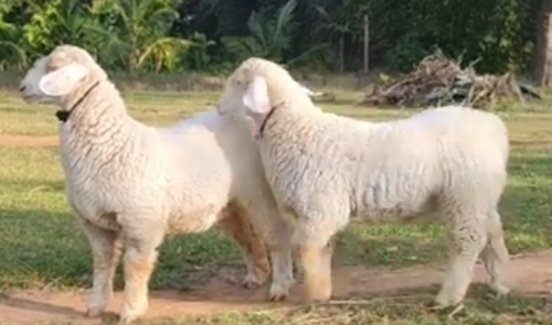 Bannur Sheeps Pair