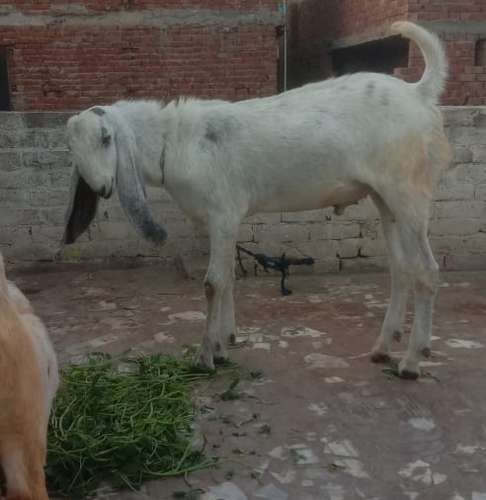 Beetal Andul — photo 3