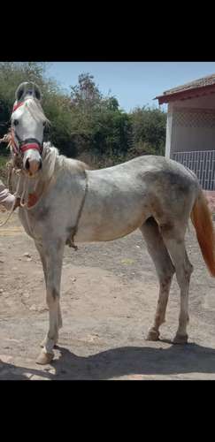 Marwadi  — photo 2