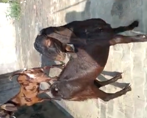 Sirohi Goats — photo 3