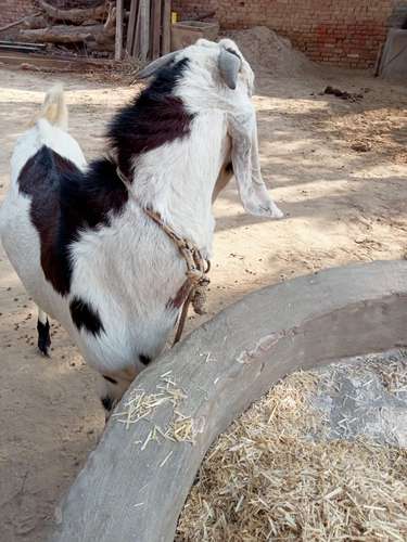 Goat — photo 4