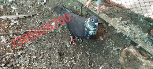 Pigeon