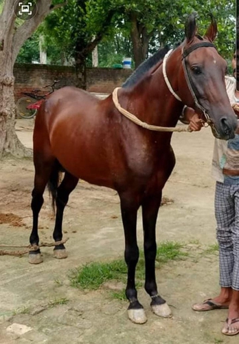 Sindhi Horse