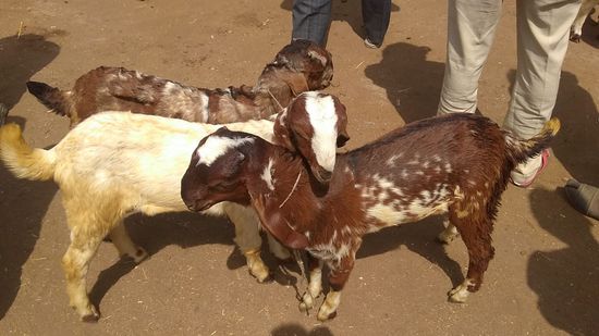 Sirohi male and female  — photo 3