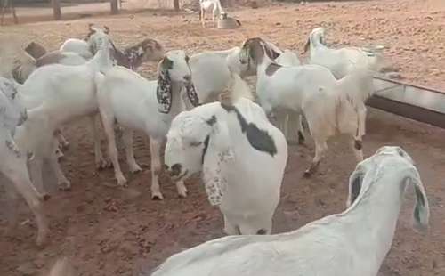Sojat Goat — photo 2