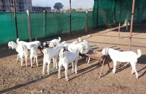 Sojat Goat — photo 3
