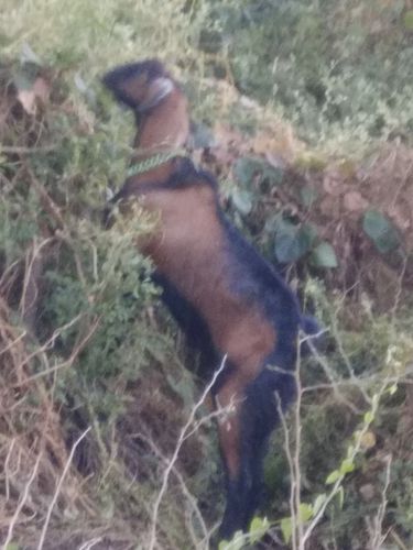 Gavrani bakra — photo 4
