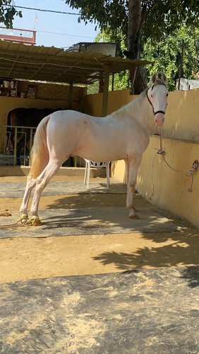 Nukra Horse — photo 3
