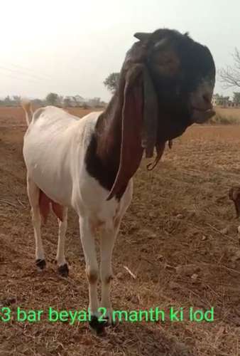 Totapari  Female Goat — photo 2
