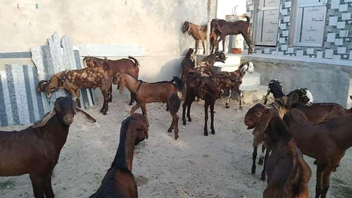 Sirohi Ajmeri Goat — photo 6