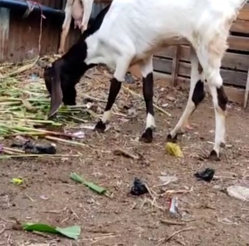 Desi Goat  — photo 5