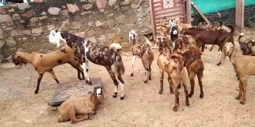 Sirohi Goats — photo 4