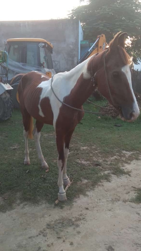 Marwari Horse — photo 4