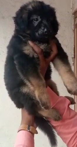 German Shepherd Puppy