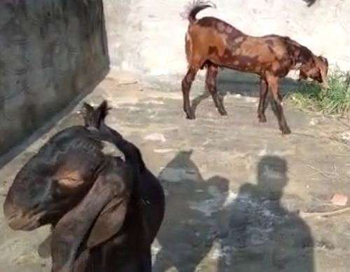 Sirohi Goats — photo 2