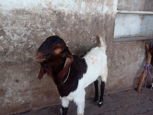 Totapari Goat — photo 5