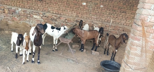 Totapuri Goat