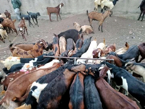 Sirohi , Gujri , Ajmeri Goat — photo 4